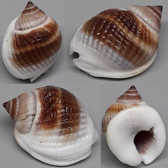 Naus Shell shellauction.net :: Nassarius sp. - 3921253