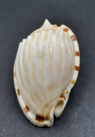 Fimbria Shell shellauction.net :: Phalium fimbria - 3923456