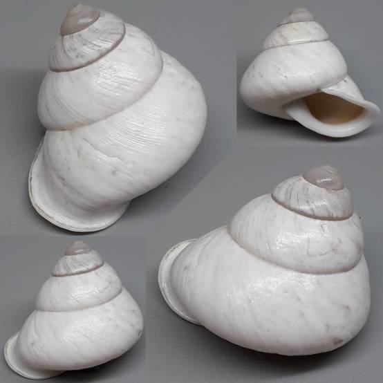 shellauction.net :: Canefriula tomaselina - 3925130