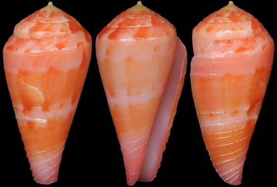 Conus Form shellauction.net :: Conus pertusus form amabilis - 3926366