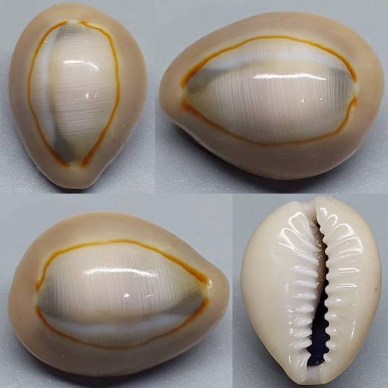 shellauction.net :: Monetaria annulus - 3926490
