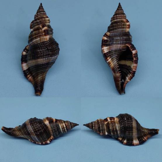 shellauction.net :: Monoplex pilearis - 3926868