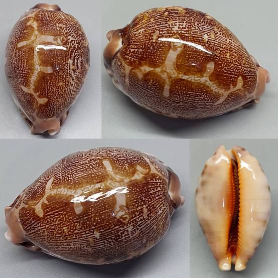 shellauction.net :: Leporicypraea geographica - 3930318