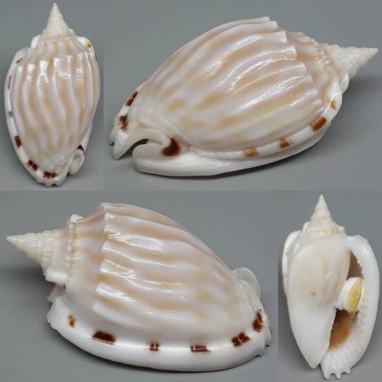 Fimbria Shell shellauction.net :: Phalium fimbria - 3933322