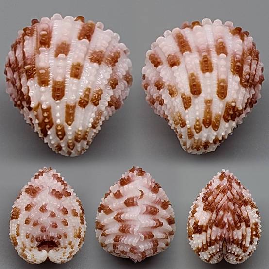 shellauction.net :: Vasticardium sp. - 3934746