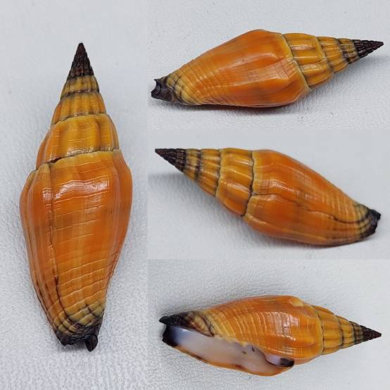 shellauction.net :: Vexillum vulpecula - 3935335