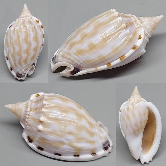 Fimbria Shell shellauction.net :: Phalium fimbria - 3939546