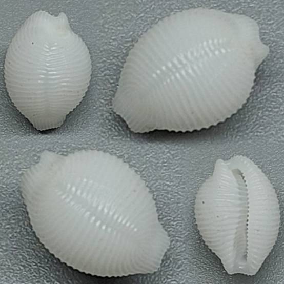 Triexta Ocean Shell shellauction.net :: Trivirostra oryza - 3941713