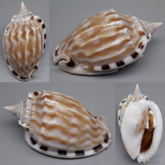 Fimbria Shell shellauction.net :: Phalium fimbria - 3941956