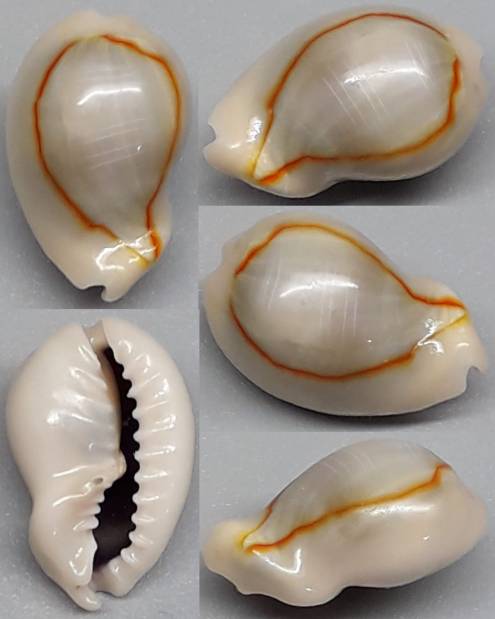 shellauction.net :: Monetaria annulus - 3942269
