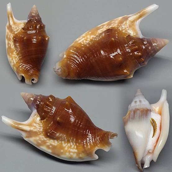 Shell Embulbul shellauction.net :: Euprotomus bulla - 3943013