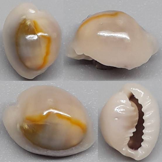 shellauction.net :: Monetaria annulus - 3945851