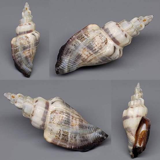 shellauction.net :: Canarium urceus - 3947388