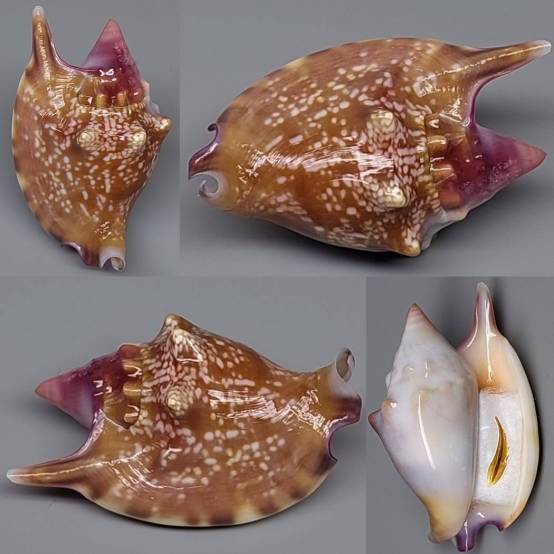 Shell Embulbul shellauction.net :: Euprotomus bulla - 3948020