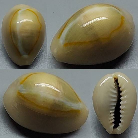 shellauction.net :: Monetaria annulus - 3956972