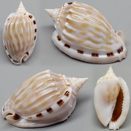 Fimbria Shell shellauction.net :: Phalium fimbria - 3958547