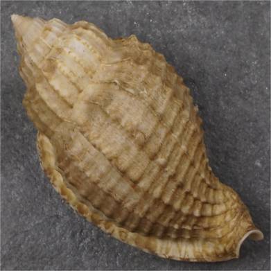 shellauction.net :: Morum teramachii - 3958952