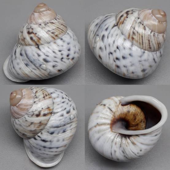 shellauction.net :: Canefriula tomaselina - 3959764