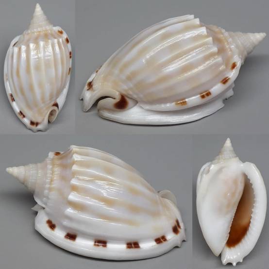 Fimbria Shell shellauction.net :: Phalium fimbria - 3960143