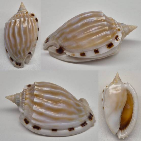 Fimbria Shell shellauction.net :: Phalium fimbria - 3960837