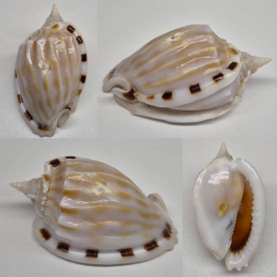Fimbria Shell shellauction.net :: Phalium fimbria - 3960839