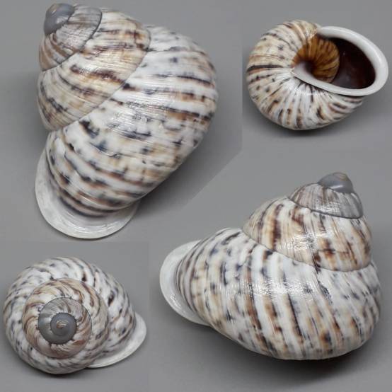 shellauction.net :: Canefriula tomaselina - 3961270