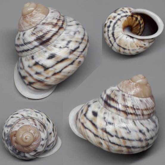 shellauction.net :: Canefriula tomaselina - 3961273