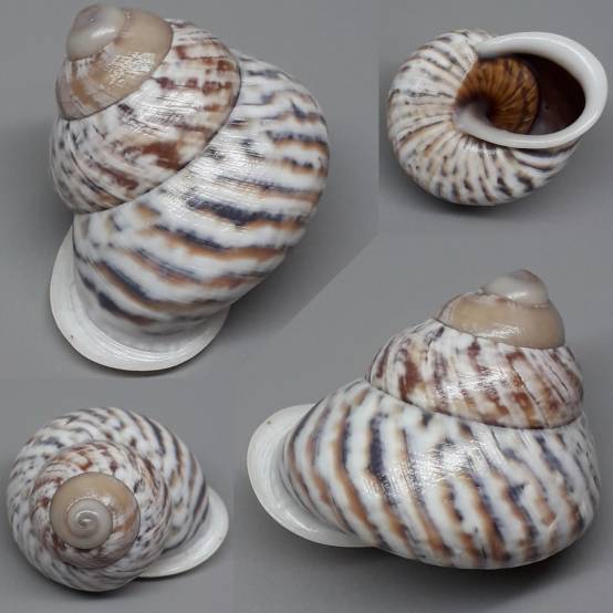 shellauction.net :: Canefriula tomaselina - 3961284