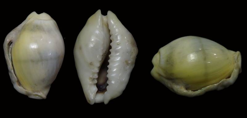 Olango Shell shellauction.net :: Monetaria moneta - 3962782