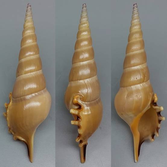 shellauction.net :: Tibia melanocheilus - 3964409