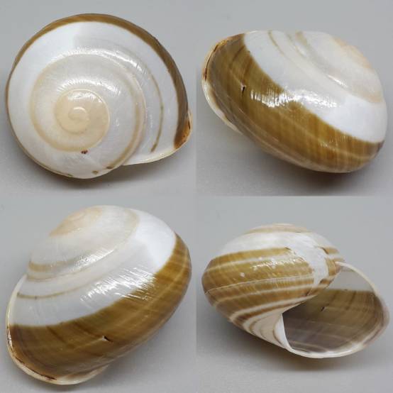 shellauction.net :: Crystallopsis leucophthalma - 3966800