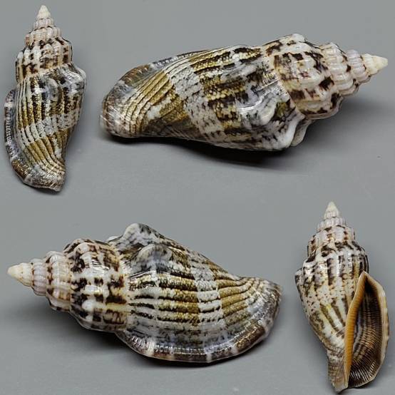 shellauction.net :: Canarium urceus - 3966963