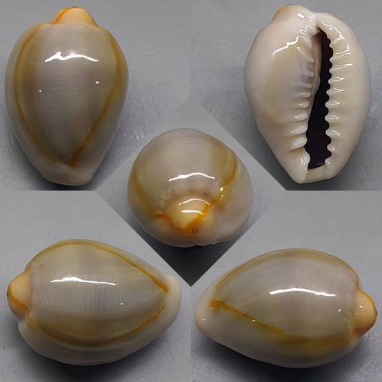 shellauction.net :: Monetaria annulus - 3968330