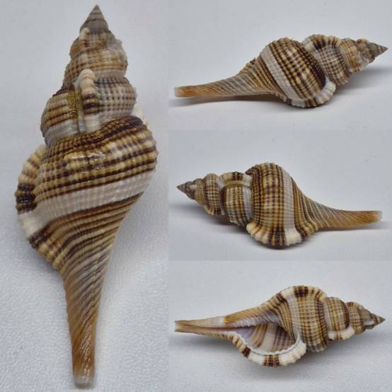 shellauction.net :: Cymatium pfeifferianum - 3968712