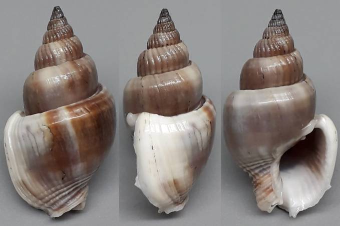 Nassarius Shell Types shellauction.net :: Nassarius dorsatus - 3968882