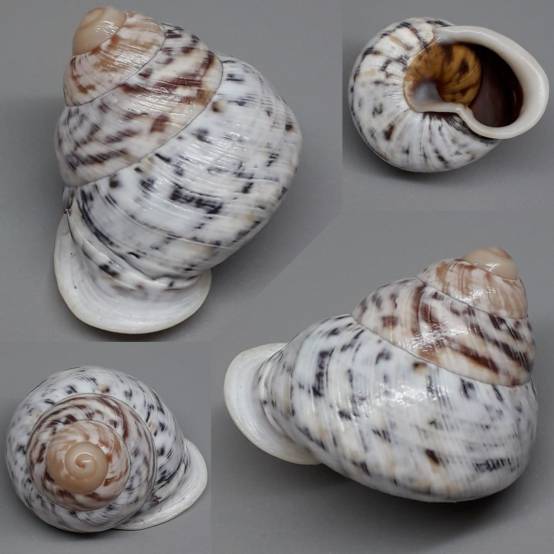 shellauction.net :: Canefriula tomaselina - 3971311
