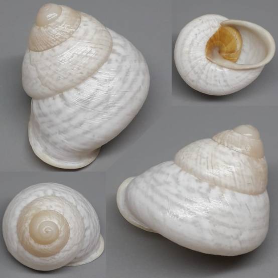 shellauction.net :: Canefriula tomaselina - 3971317
