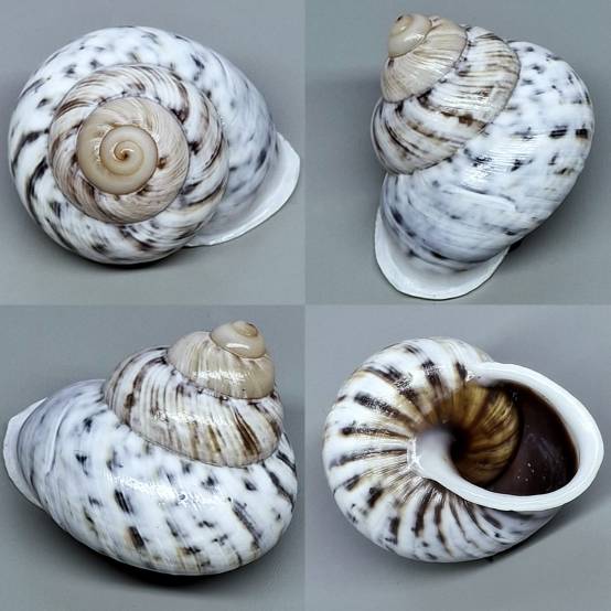 shellauction.net :: Canefriula tomasinelliana - 3973311