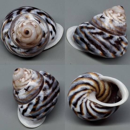 shellauction.net :: Canefriula plurizonata - 3973357