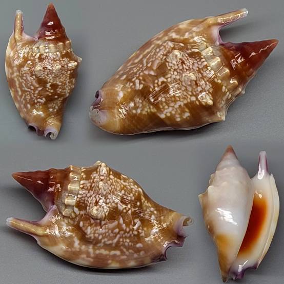 Shell Embulbul shellauction.net :: Euprotomus bulla - 3974228