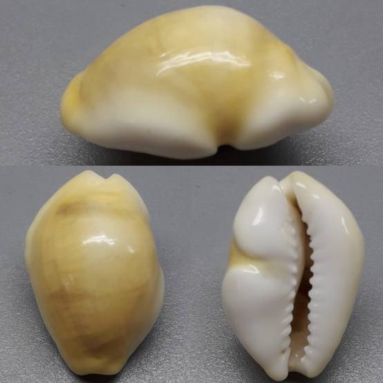 shellauction.net :: Monetaria moneta - 3974763