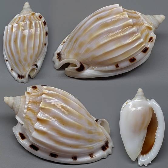 Fimbria Shell shellauction.net :: Phalium fimbria - 3974843