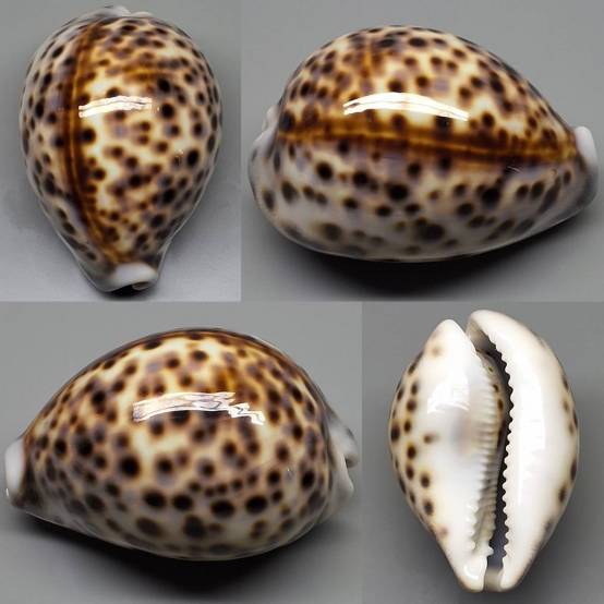 shellauction.net :: Cypraea tigris - 3975555