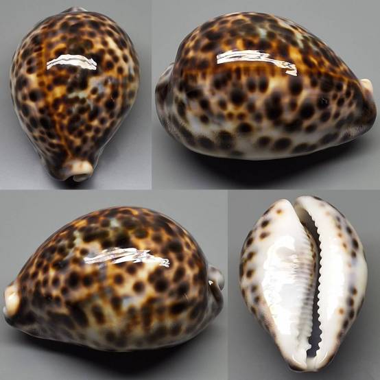 shellauction.net :: Cypraea tigris - 3975558