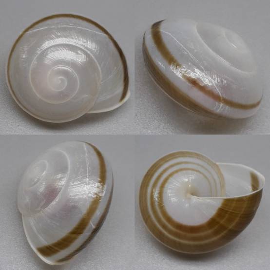 shellauction.net :: Crystallopsis leucophthalma - 3978588