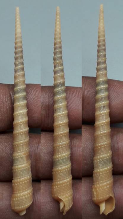 Tabang Shell shellauction.net :: Terebra sp. - 3978884
