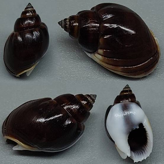 Nassarius Shell Types shellauction.net :: Nassarius sp. - 3979701