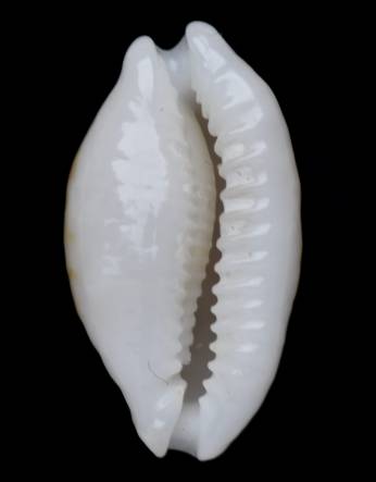 shellauction.net :: Cribrarula cribraria zadela - 3981109