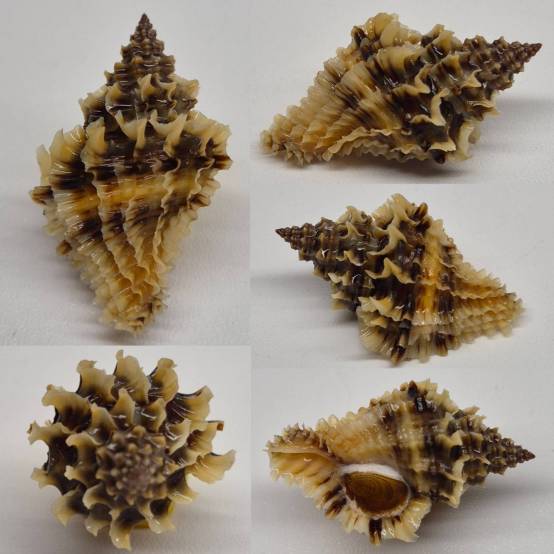 Fimbria Shell shellauction.net :: Lataxiena fimbriata - 3981341