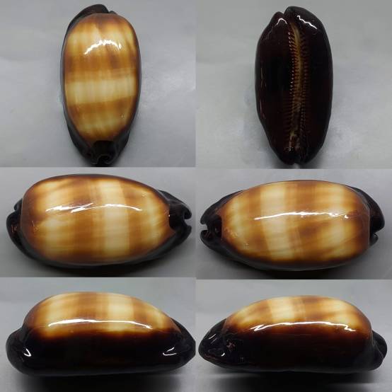 shellauction.net :: Talparia talpa - 3981762